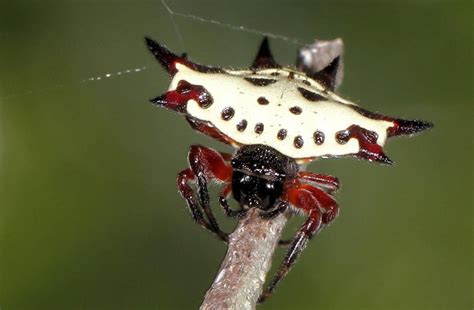 Short-winged Kite Spider (Gasteracantha sanguinolenta - Body length ...