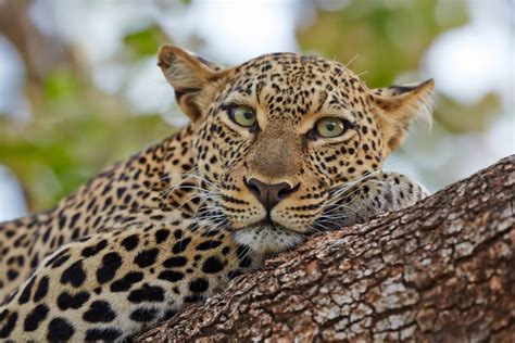 Samburu National Reserve wildlife location in Kenya, Africa | Wildlife Worldwide