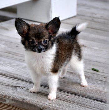 Teacup Papillon Puppy | For the love of animals | Dogs, Papillon dog, Teacup chihuahua