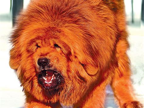 Tibetan Mastiff Puppy Backgrounds - Wallpaper Cave