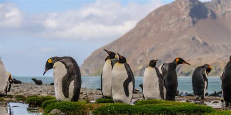 Wildlife of Patagonia | Chile & Argentina | Adventure Travel