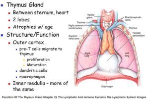 Anatomy: The Thymus Gland – Wise Mindbody Healing