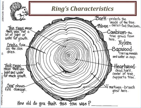 Reading Tree Rings Worksheet