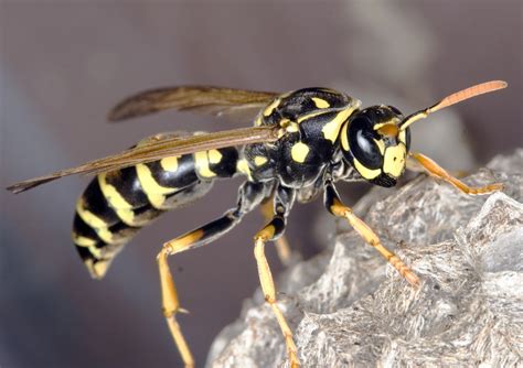 Bee, wasp or hornet nest: Which one is it? - Gardening in Michigan