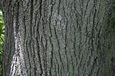 Caucasian Linden Tree Bark | ClipPix ETC: Educational Photos for ...