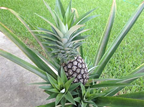 Homegrown pineapples... Plant the top off of a store bought pineapple ...