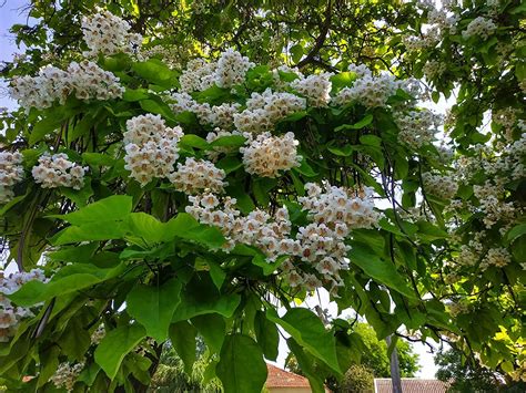 Catalpa Tree Seeds for Planting – 50 Seeds to Grow – Stunning Flowers ...