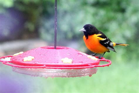 That's Not a Hummingbird it is a Baltimore Oriole - Grateful Prayer | Thankful Heart