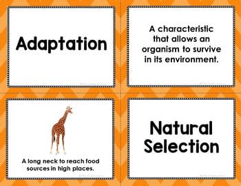 What Is The Relationship Between Adaptation And Natural Selection