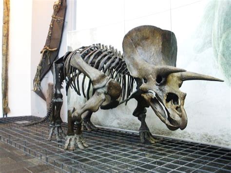 California University Fired Scientist After He Discovered A Triceratops Fossil With Soft Tissue