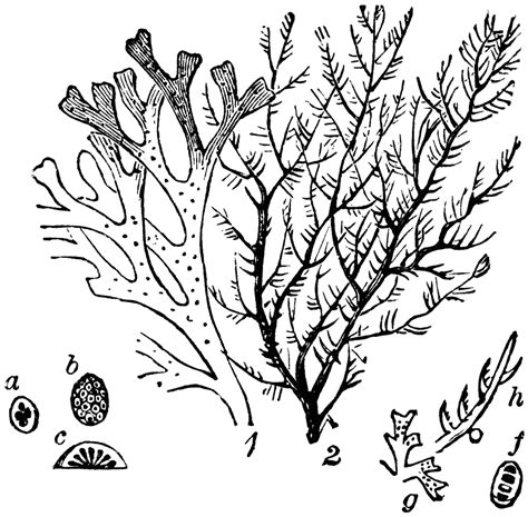 Algae | ClipArt ETC