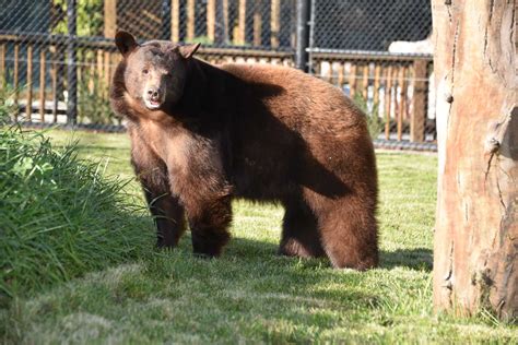 Bears | Monterey Zoo