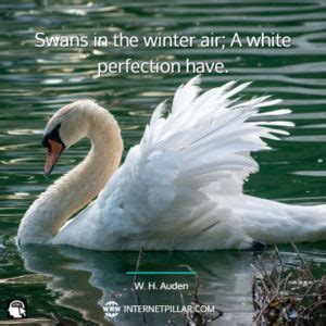 42 Swan Quotes and Sayings for All Birds Lovers