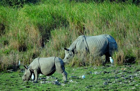 The One Horned Rhino, in Kaziranga National Park, Assam Arunachal ...