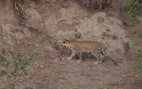 Sabi Sands & Kruger Park Safari: A Once-in-a-lifetime Experience!