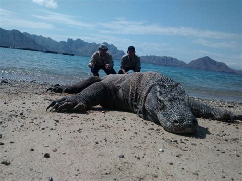 Pulau Komodo, Pesona Indonesia yang Mendunia | MaritimNews.com