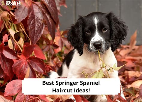 Best Springer Spaniel Haircut Ideas! (2024) - We Love Doodles