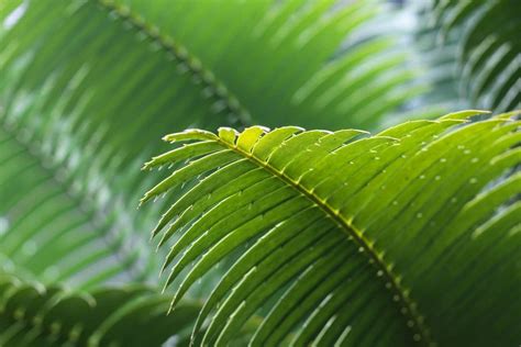 10 Best Indoor Palm Trees to Grow at Home - Petal Republic