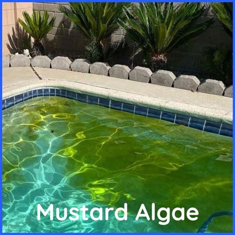 All About Mustard Algae | Charlotte Hot Tubs and Swimming Pools