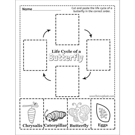 Life Cycle Of A Butterfly Worksheets