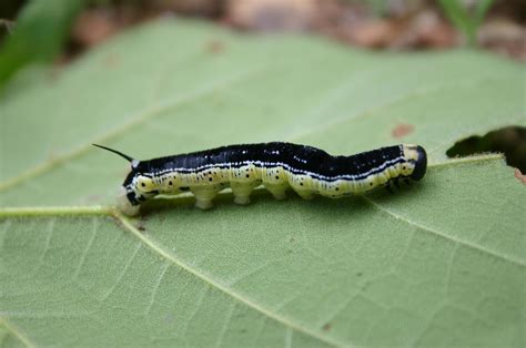 Catalpa Worm – Identification | Walter Reeves: The Georgia Gardener