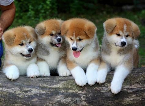 Akita Puppies - #dog | Akita puppies, Japanese dogs, Akita inu puppy