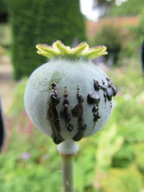 Opium harvested in Lambeth | Plant-Lore