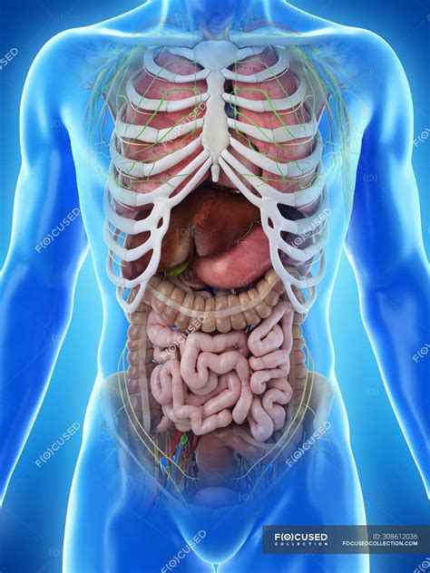 Realistic human body model showing male anatomy with internal organs ...