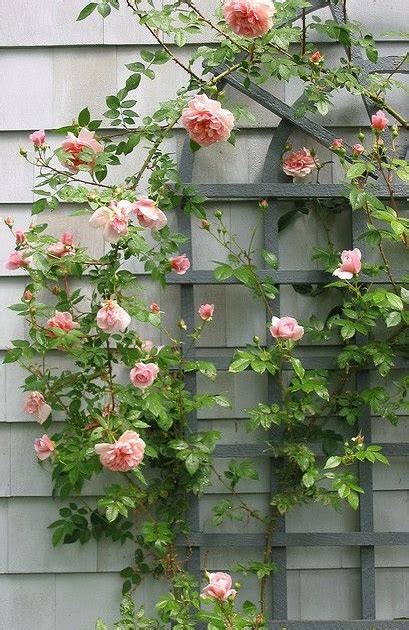 Growing with Plants: Rose trellis