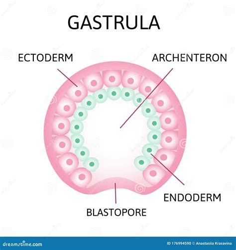 The Process of Gastrulation. Remnant of Blastocoel, Invaginating, Endoderm, Ectoderm, Stock ...