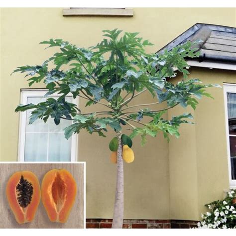 Papaya Tree Solo ‘Sunrise’ (Carica papaya)