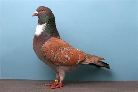 Fancy Pigeon Breeds: Cauchois