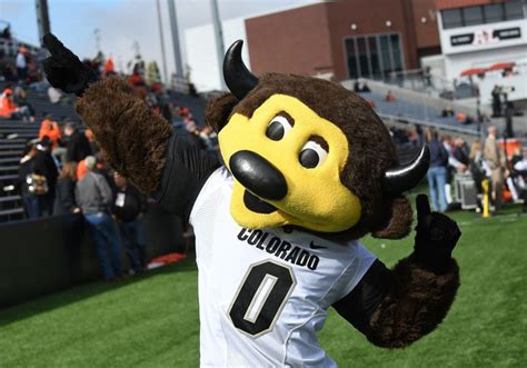 Colorado Football Mascot Chip Shoots Self In Groin With T-Shirt Cannon | HuffPost