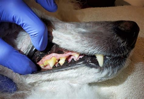 Tartar buildup on dog's teeth - 5 reasons why - Oral Health