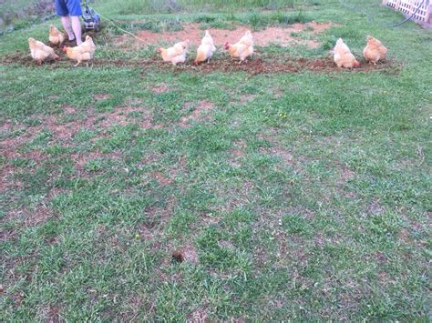 10 Joys of Keeping Backyard Chickens. | The Kuntry Klucker