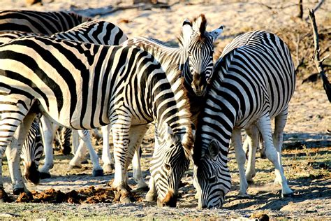 African Zebras Migration in Botswana 2024 - Rove.me