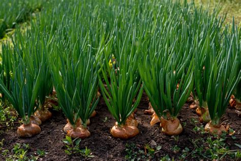 Planting Onions in The Fall » All The Top Tips