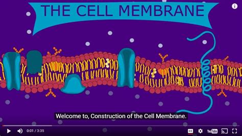 Construction of the Cell Membrane (Video) - Wisc-Online OER