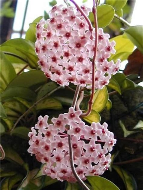 Hoya Carnosa Krimson Princess Great Succulent & by Houseplants4u