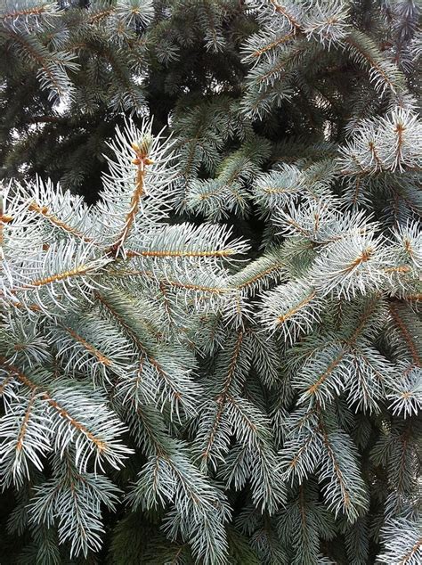 Silver Fir from A Gardener's Notebook by Douglas E. Welch | Silver fir, Fir, Trees to plant