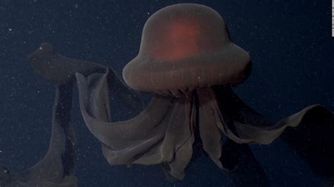 Video shows rare deep-sea encounter with a giant phantom jellyfish - CNN Video