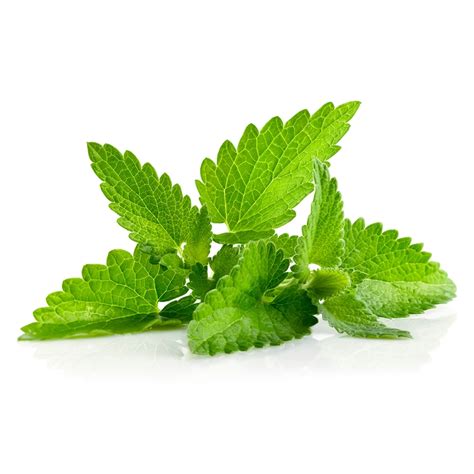 Beneficios de Agregar Menta Fresca a tu Dieta - Noticias Saludables