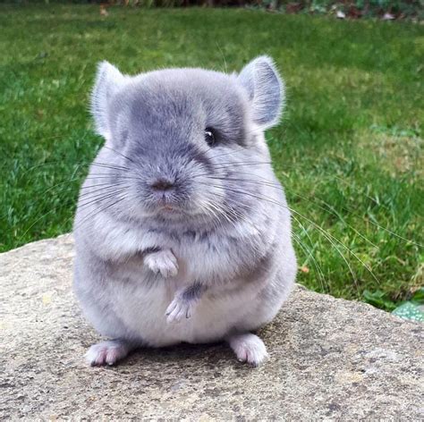 How Much Do Chinchillas Cost At Petco