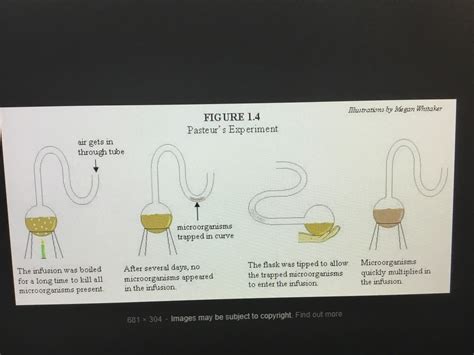 Swan neck flask Diagram | Quizlet