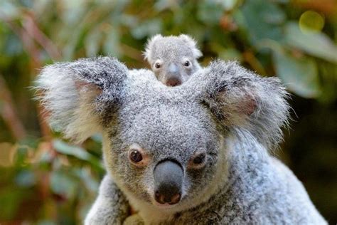 Australia Zoo’s Super-Cute Baby Animals | Queensland