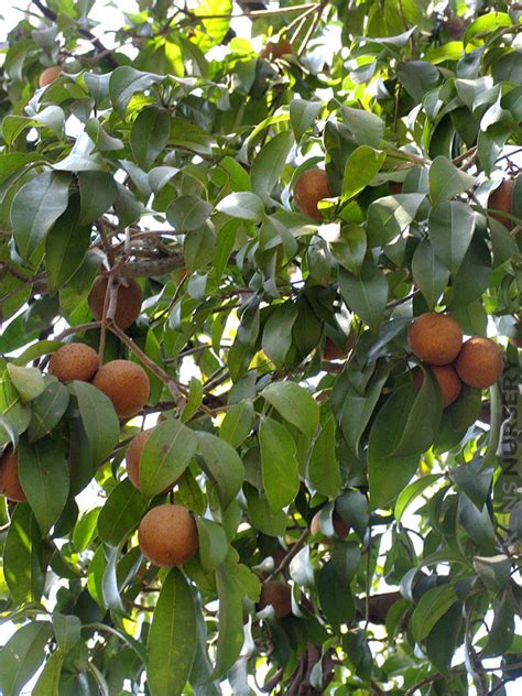 Sapodilla Manilkara Zapota Fruit Tree – Kens-Nursery