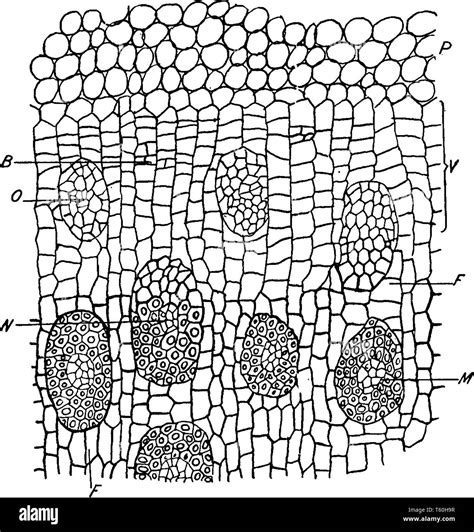 Vascular bundles stem hi-res stock photography and images - Alamy