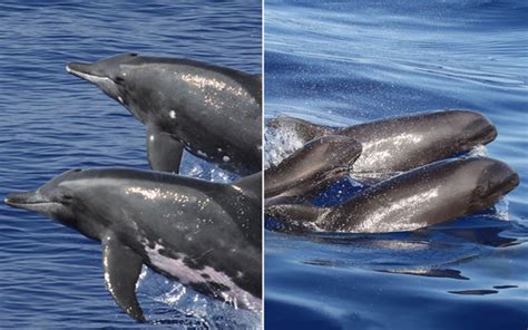 Scientists Discover Rare Whale-Dolphin Hybrid Near Hawaii Kids News Article