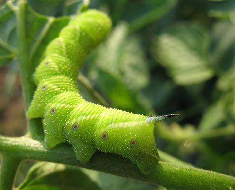 Stop the Tomato Hornworm From Damaging Your Tomatoes