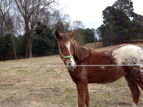 Arabian and Appaloosa mix Appaloosa, Arabians, Horses, Animals ...